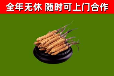 颍泉回收冬虫夏草
