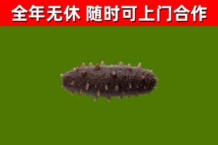 颍泉回收海参干